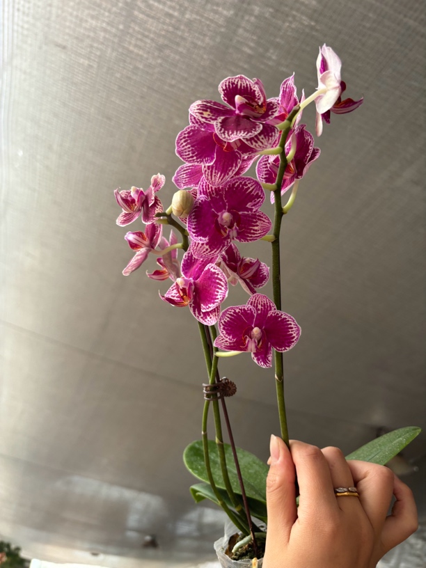 蝴蝶兰——[可乐] (任意两颗包邮只拍一颗发苗)