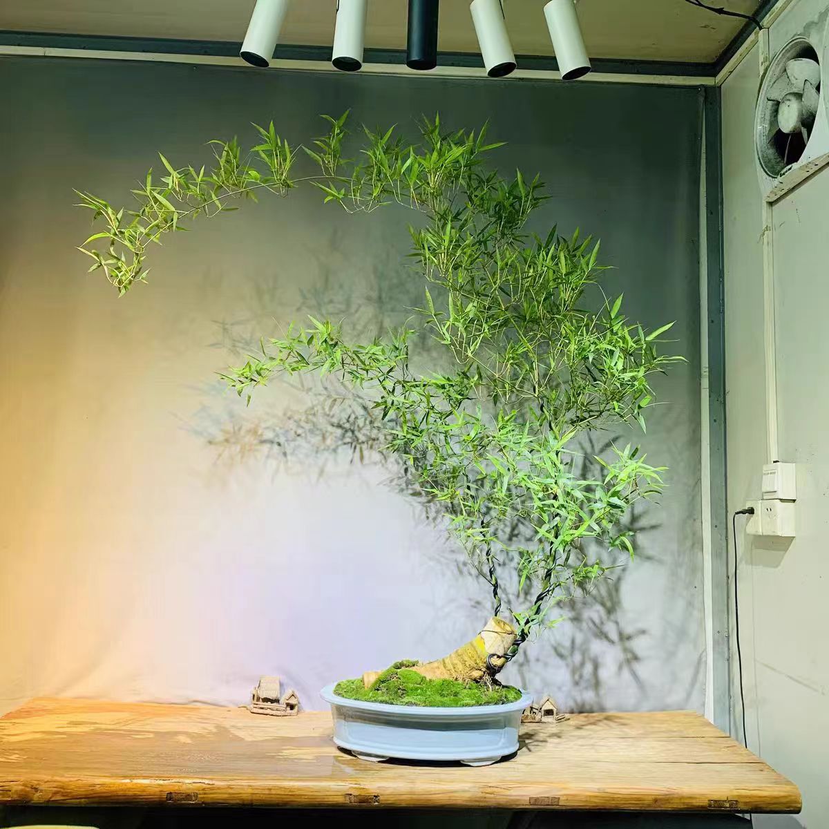 实物直播【小叶簕竹】盆栽植物+簕竹盆景+送栽培技术说明 （生桩）