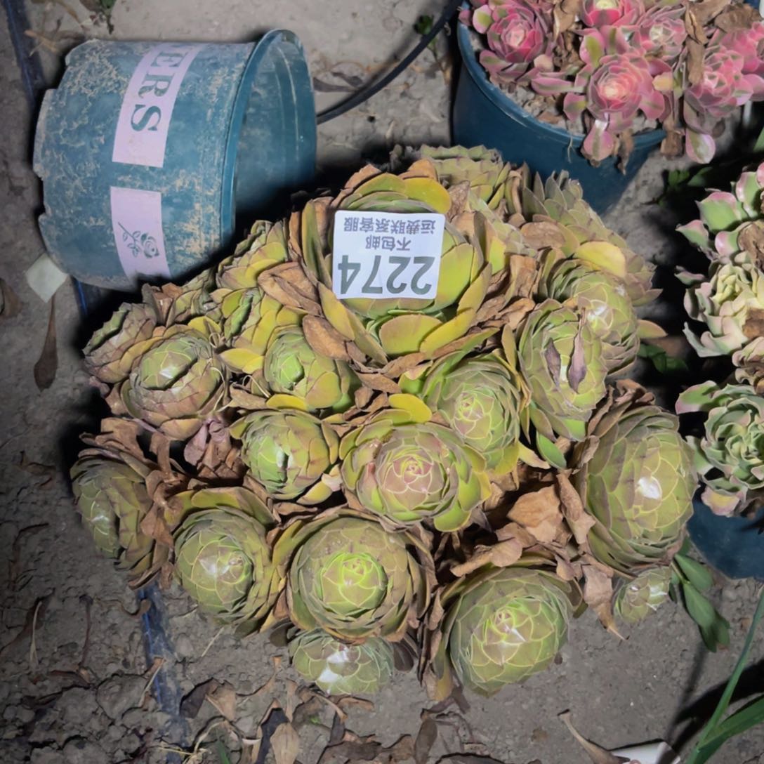 万圣节32-32不包邮