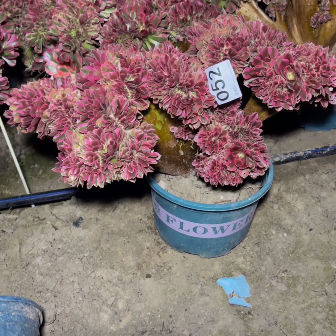 女巫法师15-28不包邮