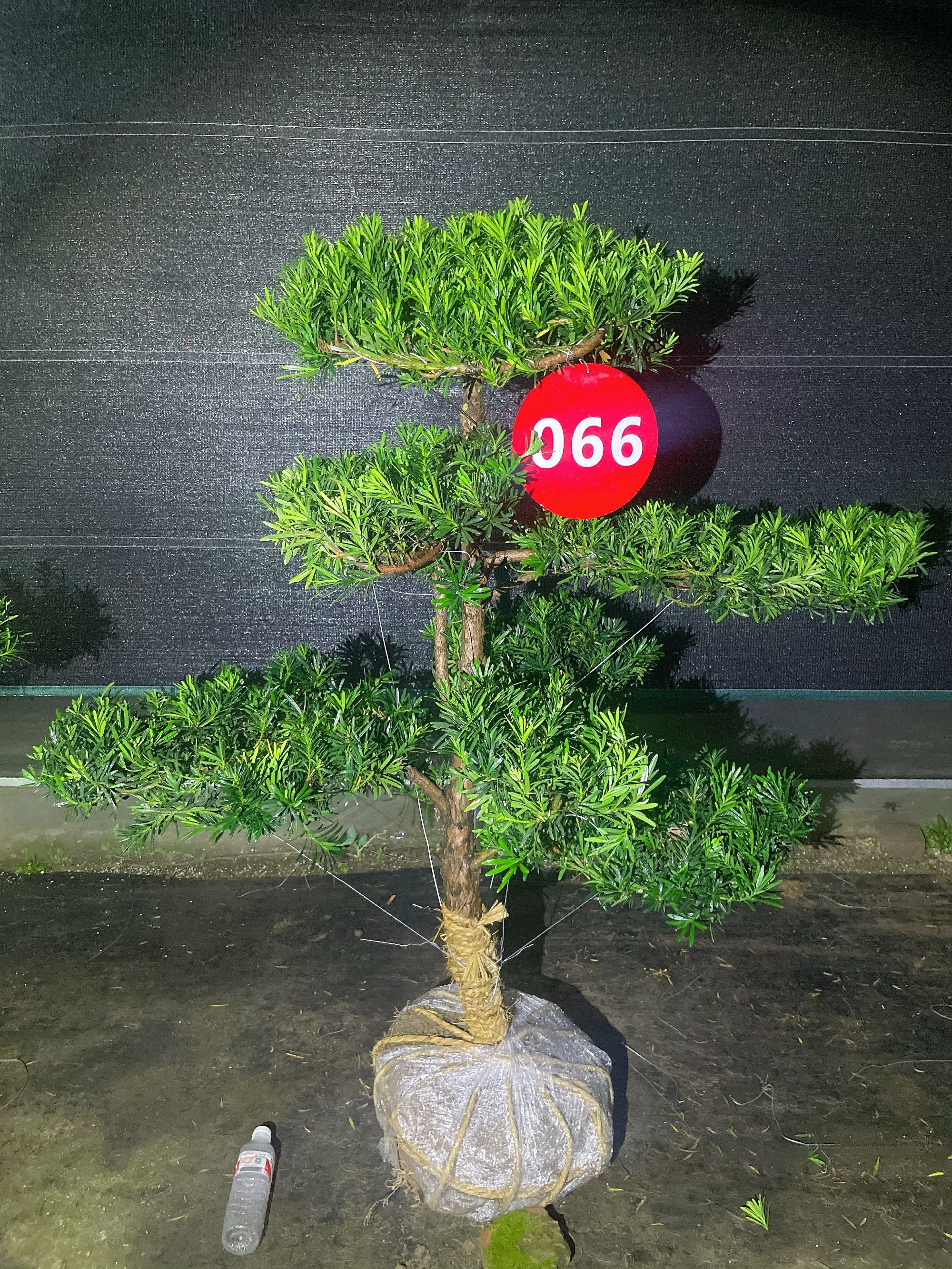 一物一拍罗汉松盆景小叶雀舌罗汉松庭院种植风景树