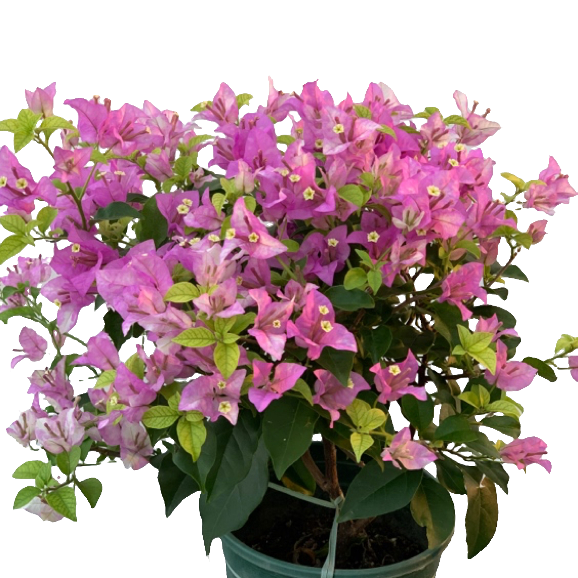 三角梅【雪紫】勤花