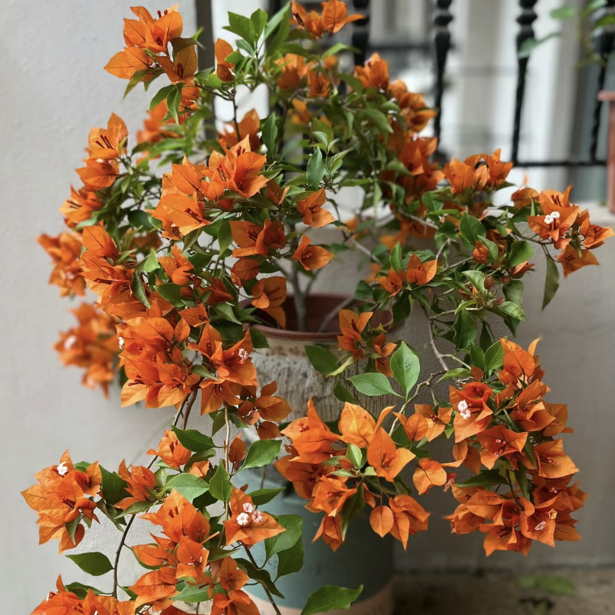 三角梅【橙桑巴】四季开花 绿植盆栽基地发货