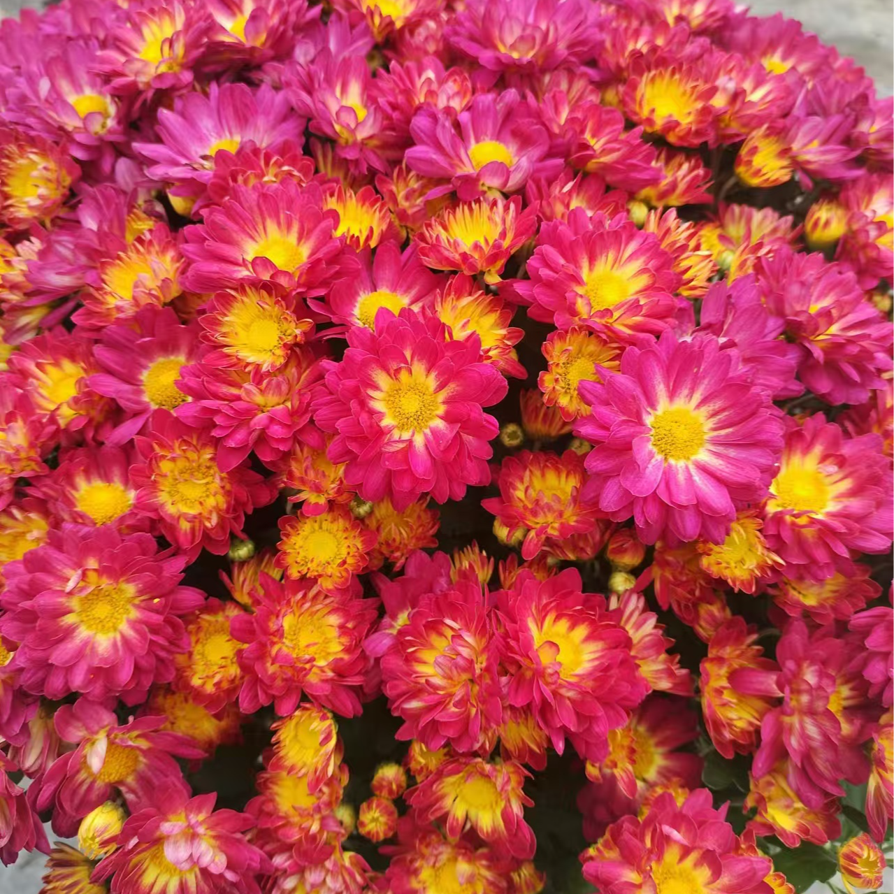 夏日烟火1加仑  千头菊 多季节开花 花量大易包盆 新手易养护