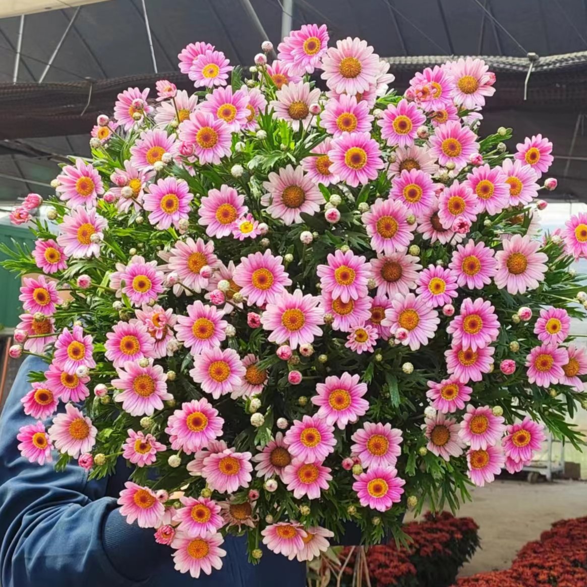 可爱粉 玛格丽特150盆栽花苗花量大新手易养护