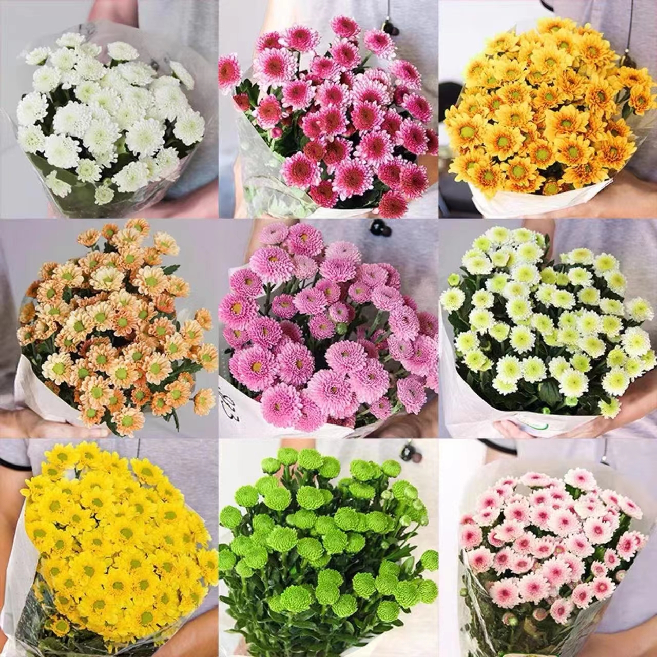 屋檐精品盆栽花苗一棵