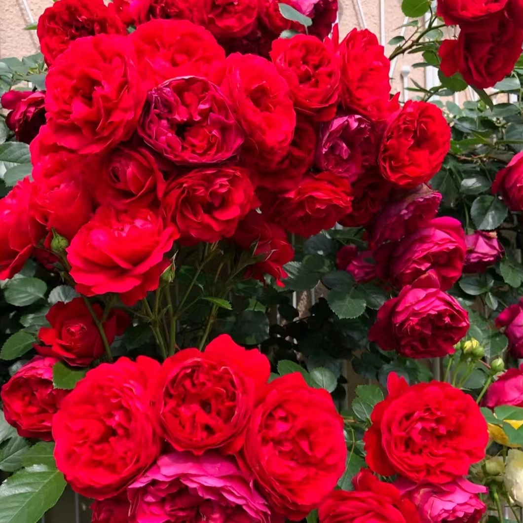 地栽阳台爬藤月季佛落仑蒂娜 盆栽花苗 红色月季