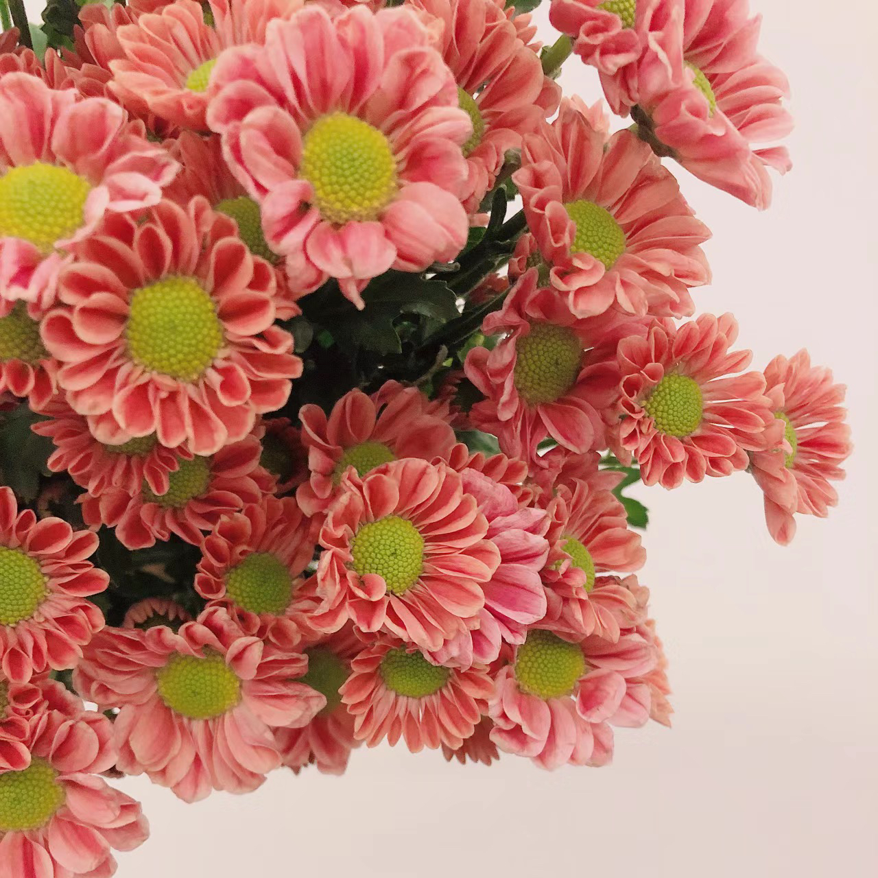 新品玲珑小雏菊盆栽花苗阳台庭院耐热多花多季节开耐热耐寒抗病性