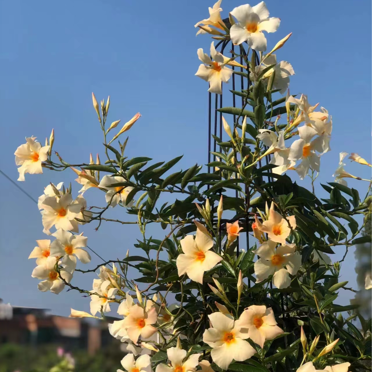屋檐 杏色飘香藤盆栽花苗耐热丰花爬藤植物