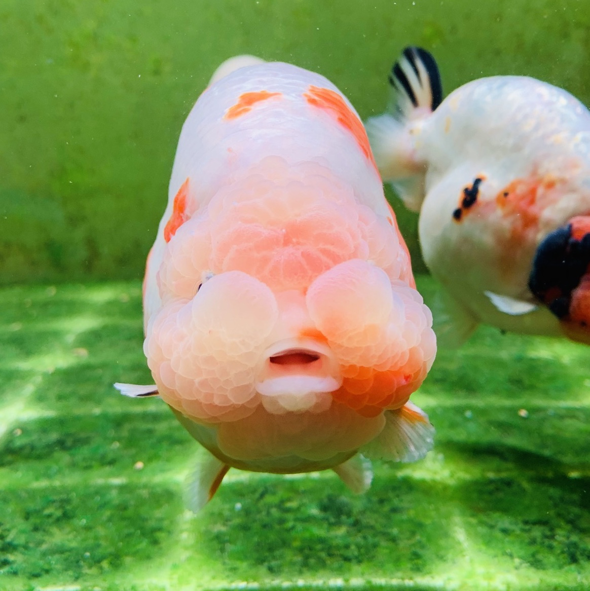 阿冰精品兰寿观赏鱼（颜色品相以主播直播为准）