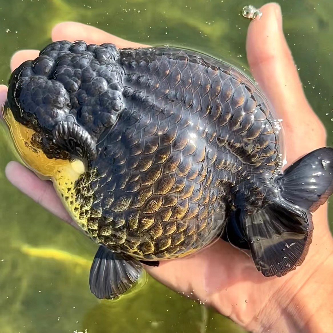 兰寿金鱼活体观赏鱼（品相以主播直播为准）