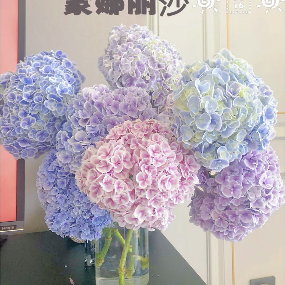 孔雀绣球2枝-绣球（两单包邮 一单补邮费）鲜花