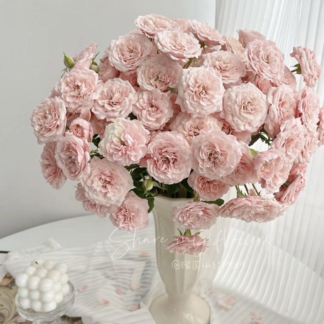 丽丽卡-（枝条软 会垂头）（任意两单包邮，一单需要补运费）鲜花