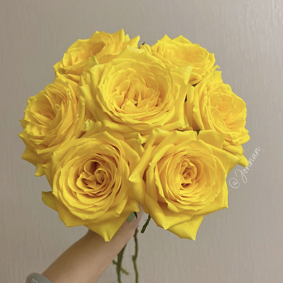 月光漫步-单头玫瑰（任意两单包邮，一单需要补运费）