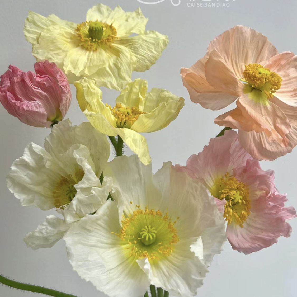 虞美人（任意两单包邮，一单需要补运费！）