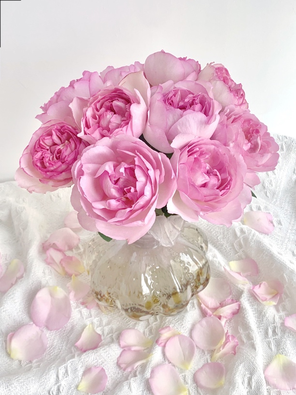 甜蜜伊芙-单头玫瑰（任意两单包邮，一单需要补运费）