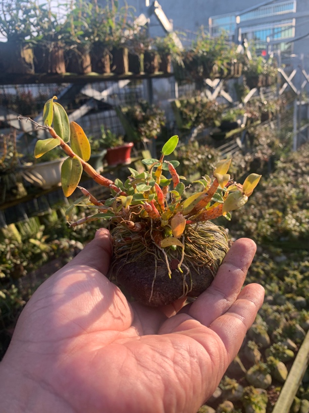 铁皮石斛米斛丹霞米铁苗附石木桩