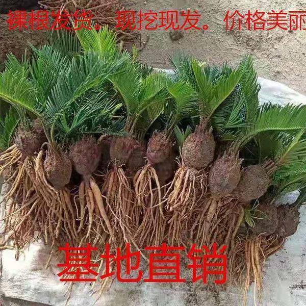 铁树盆景植物盆栽四季常青室外内客厅办公室庭院阳台苏