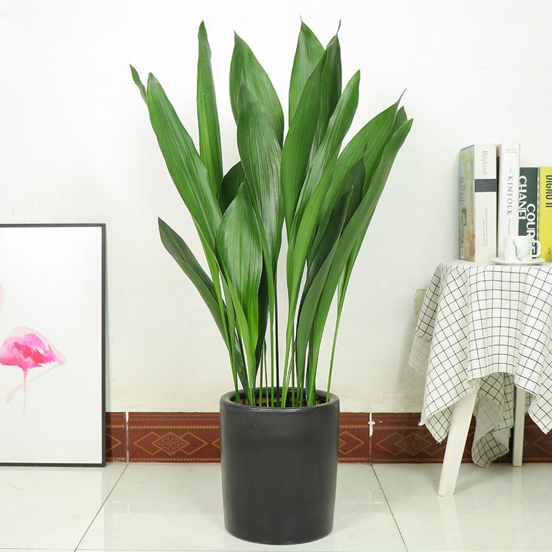 一叶兰盆栽 净化空气水培好养大叶观叶植物 室内客厅四季常青耐寒