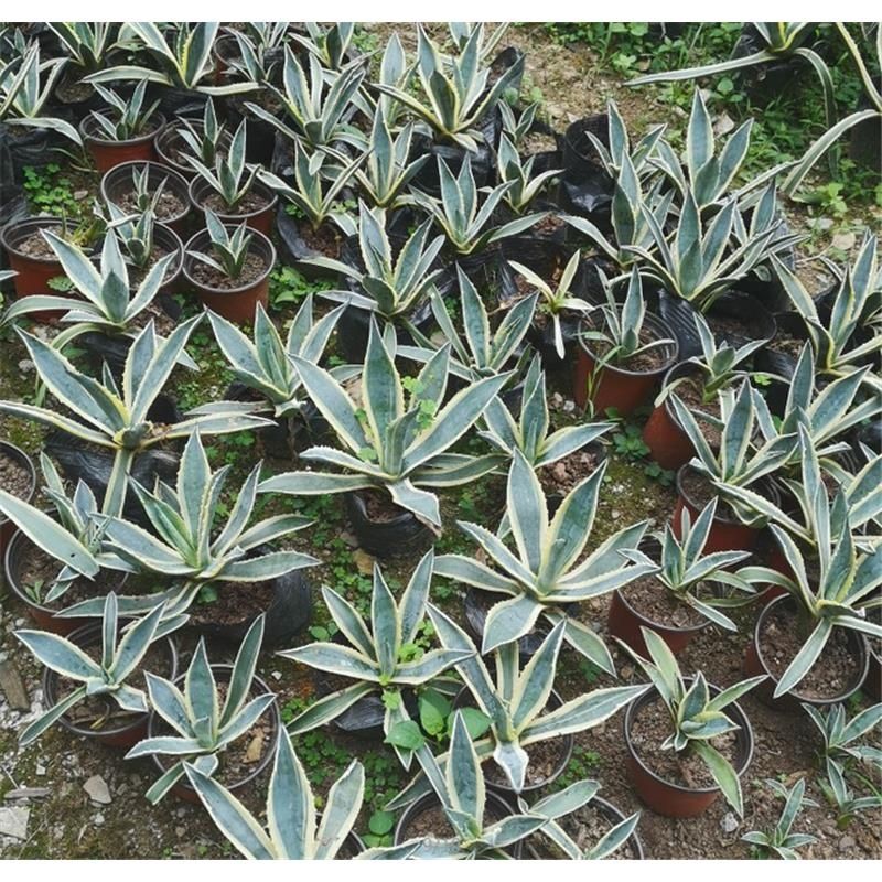 金边兰 金边芦荟 金边龙舌兰药用盆栽金边莲植物防辐射去甲醛好养