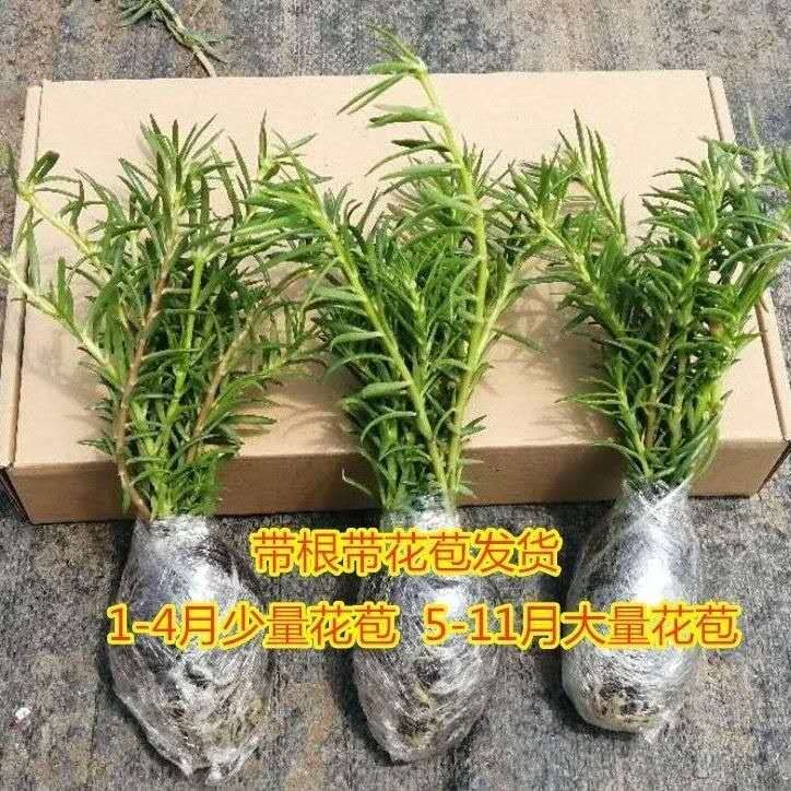 重瓣太阳花盆栽花卉好养四季开花室外阳台庭院种植好养漂亮