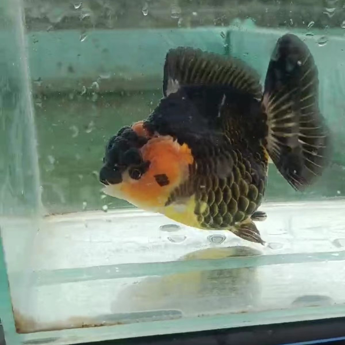 泰狮金鱼玛丽 ，图片仅供参考，直播改价用，所见即所得。活体饲养