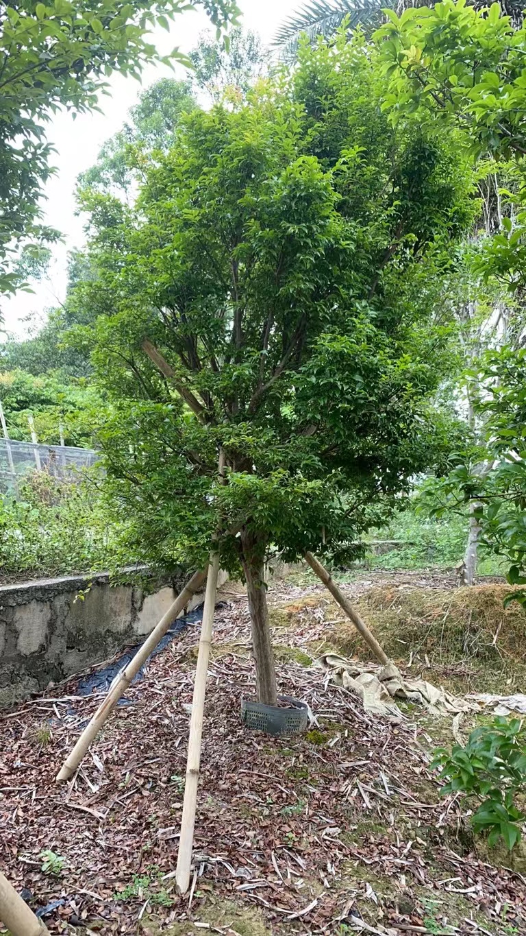 沙巴十二到十五年大棵
