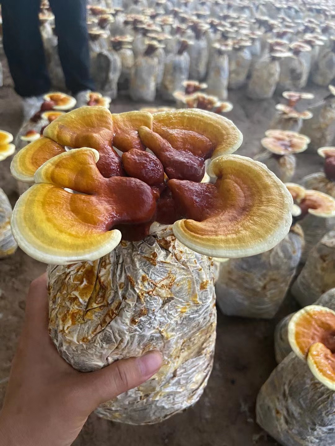 赤芝花盆景适合室内阳台卧室店铺