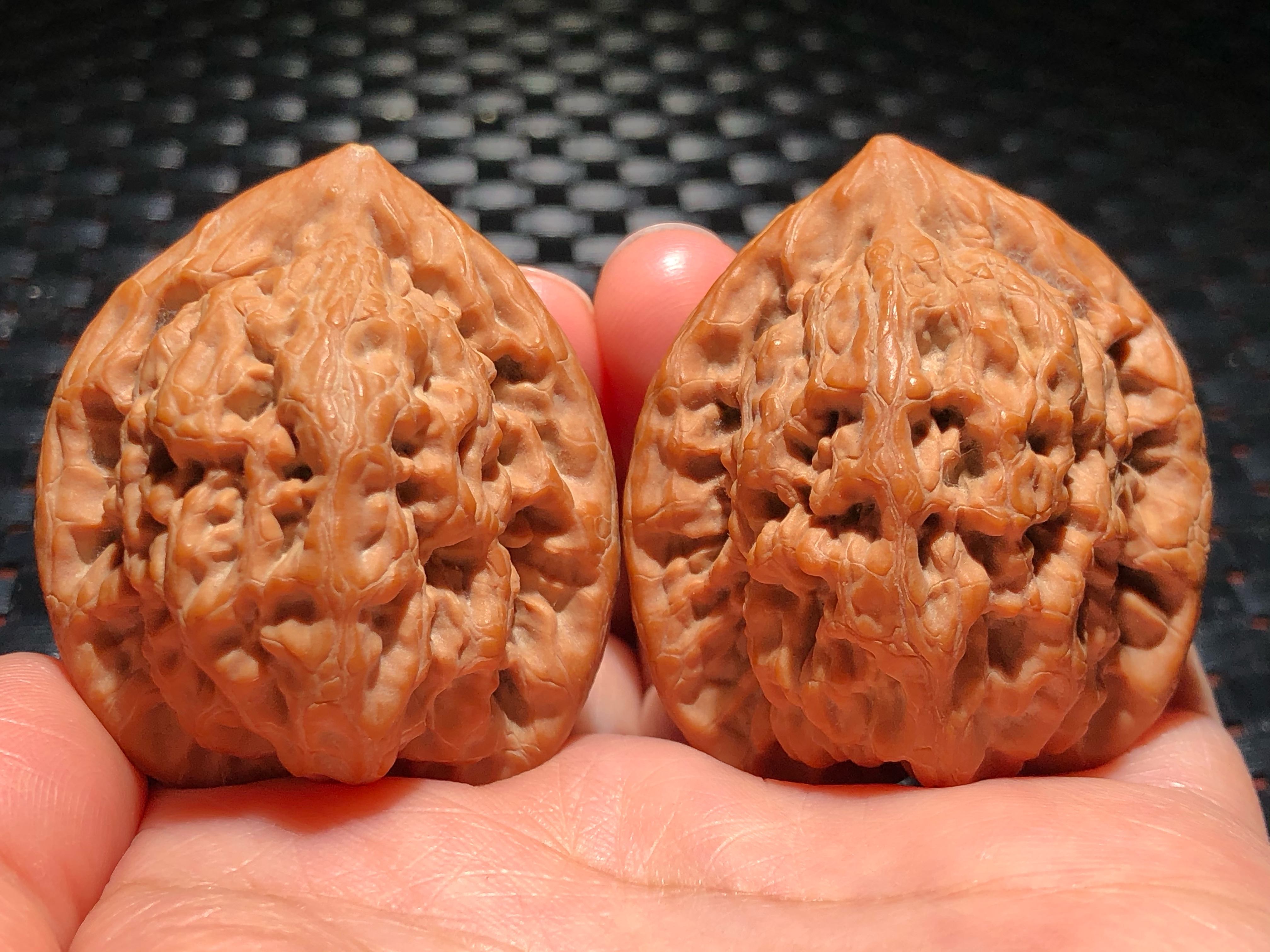 野生原生老树金公子