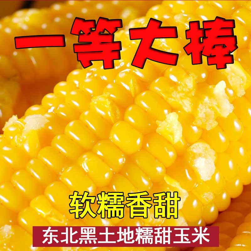 小扬哥甄选}10根装东北黑龙江黄糯玉米蔬菜甜黏玉米棒子香甜软糯