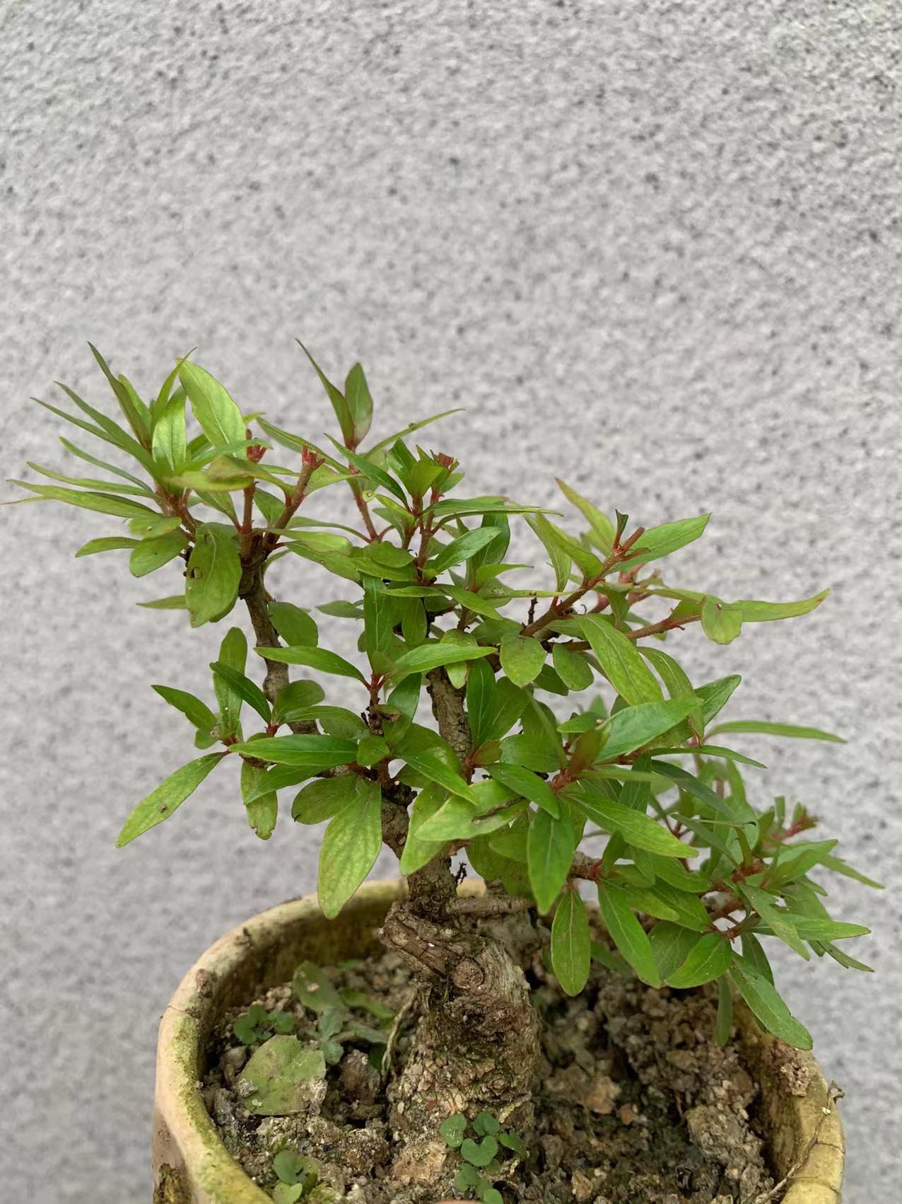 水杨梅，水团花春季
