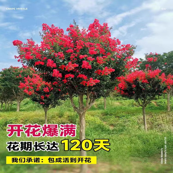 庭院紫薇树苗红火箭花苗天鹅绒老桩美国耐寒红火球百日红大树绿化