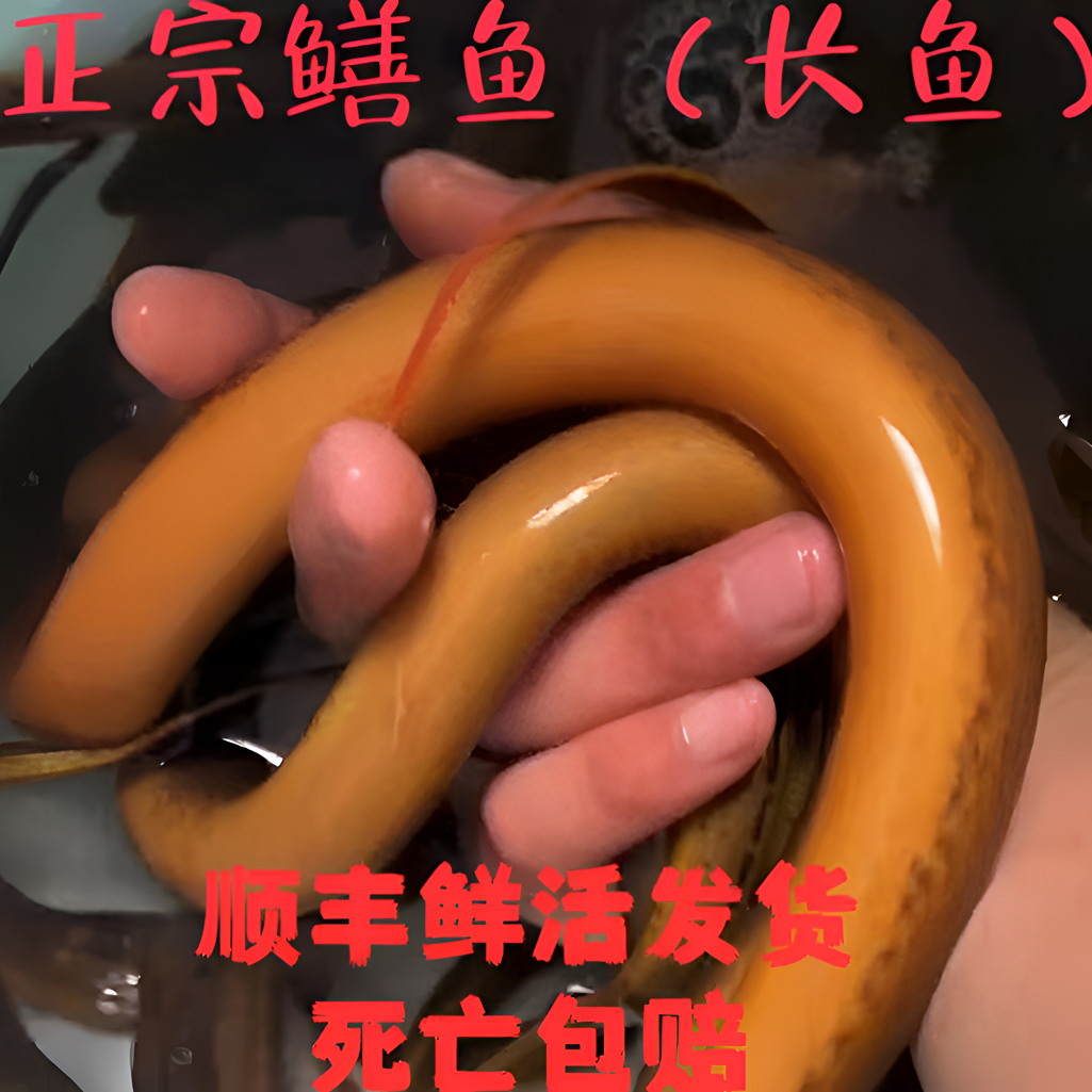 (福利款）1.3两—1.8两之间江北芦苇荡野黄鳝