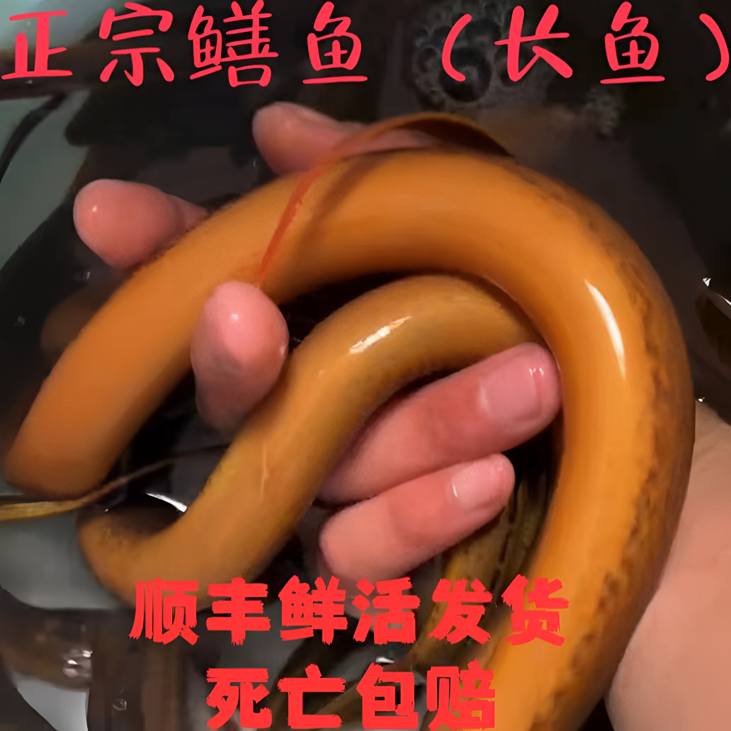 （1两到1.5两)划鳝丝.红烧鳝段.鳝筒.做汤.皆美味，鲜嫩