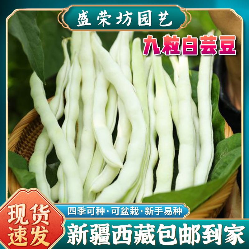 【新疆包邮】九粒白摘不败白不老豆角籽白芸豆四季豆蔬菜豆角种子