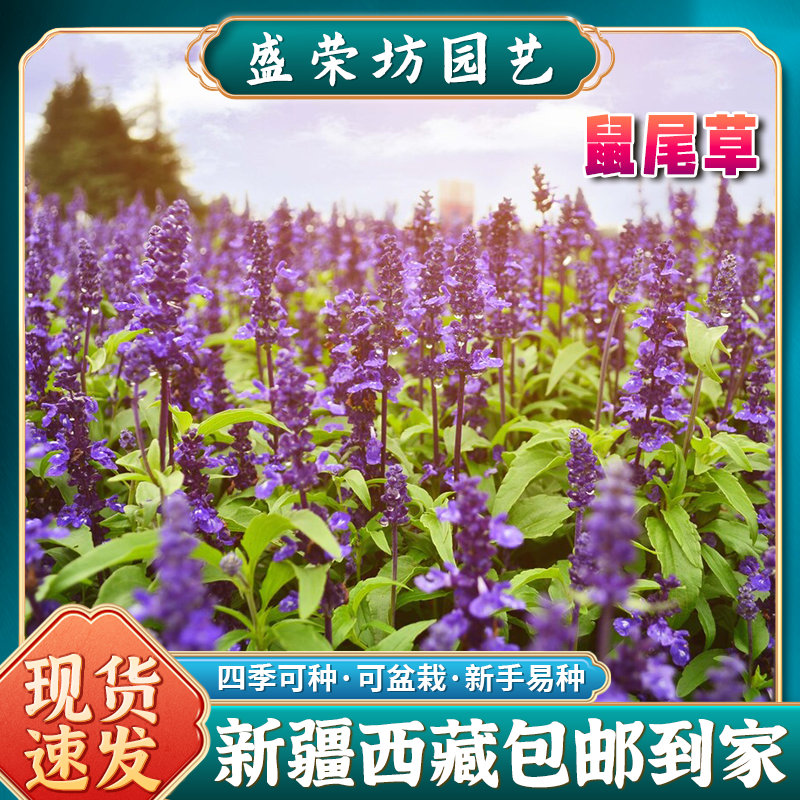 【新疆西藏包邮】鼠尾草花种籽四季播种多年生宿根花卉鼠尾草种子