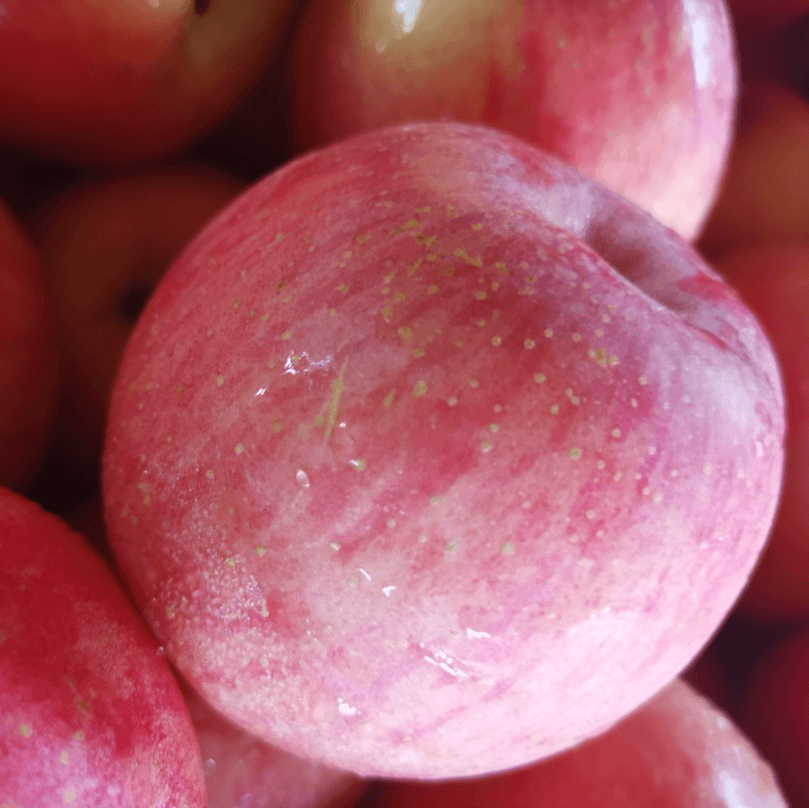 正宗山东大凉山红富士大苹果