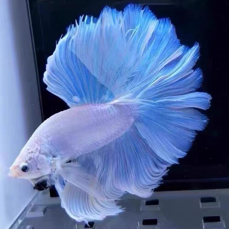 A11（241-264）泰国斗鱼小型热带观赏鱼、耐活