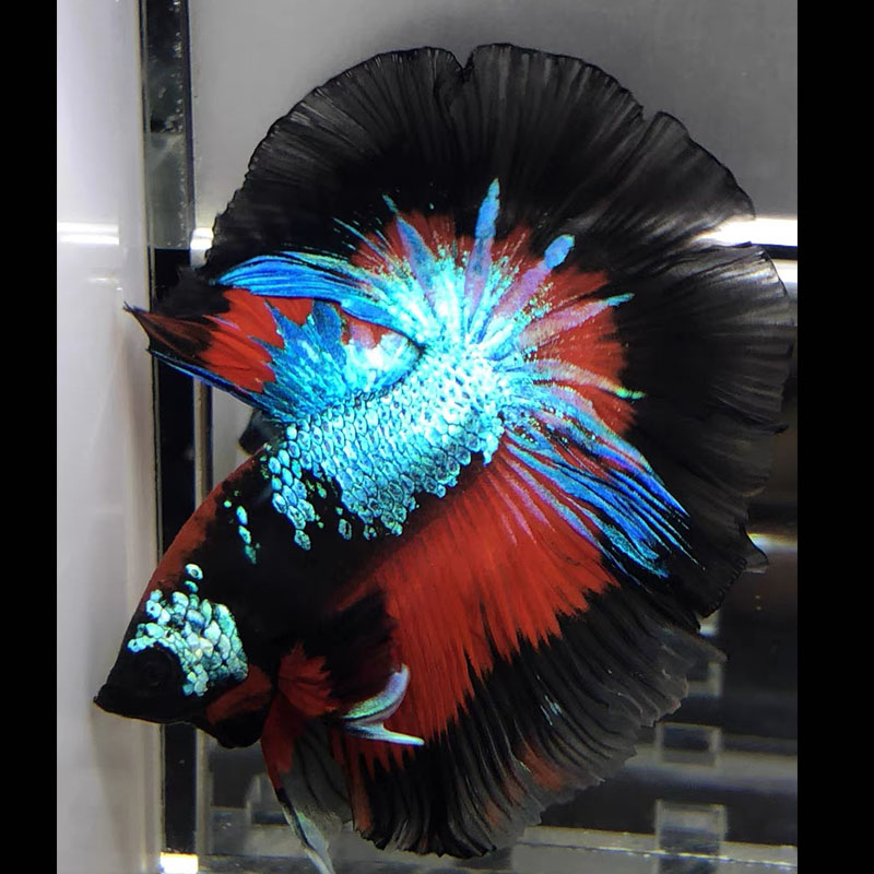 E14（313-336）泰国斗鱼小型热带观赏鱼、耐活