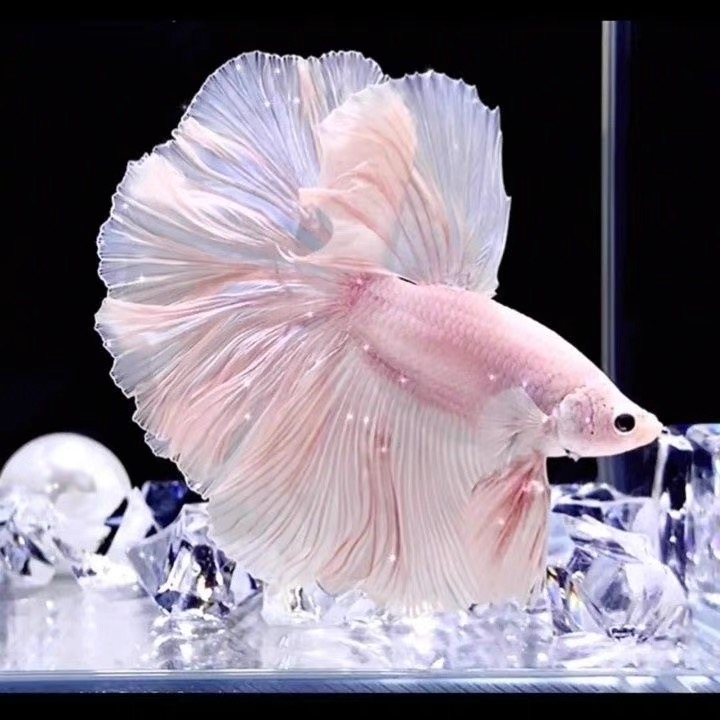 B9（193-216）泰国斗鱼小型热带观赏鱼、耐活