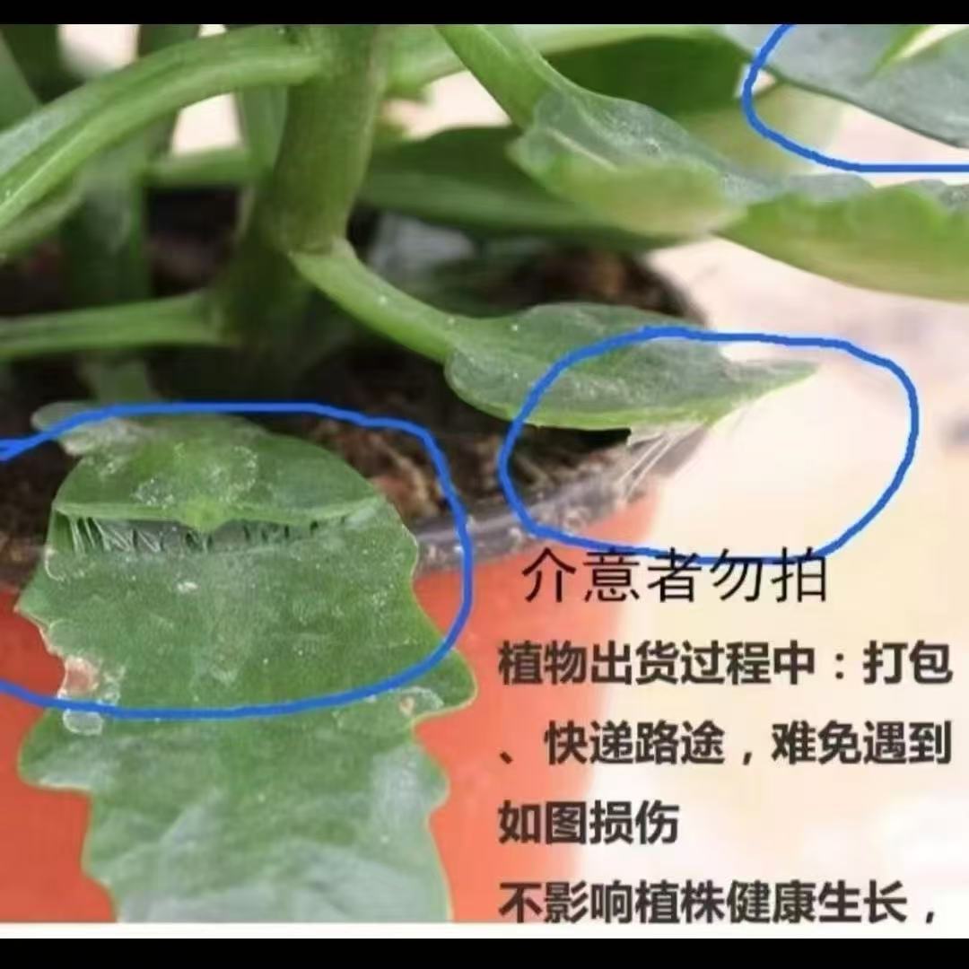 保温棉：低于零度一定要拍保温，拍了保温冻伤售后，不拍不售后