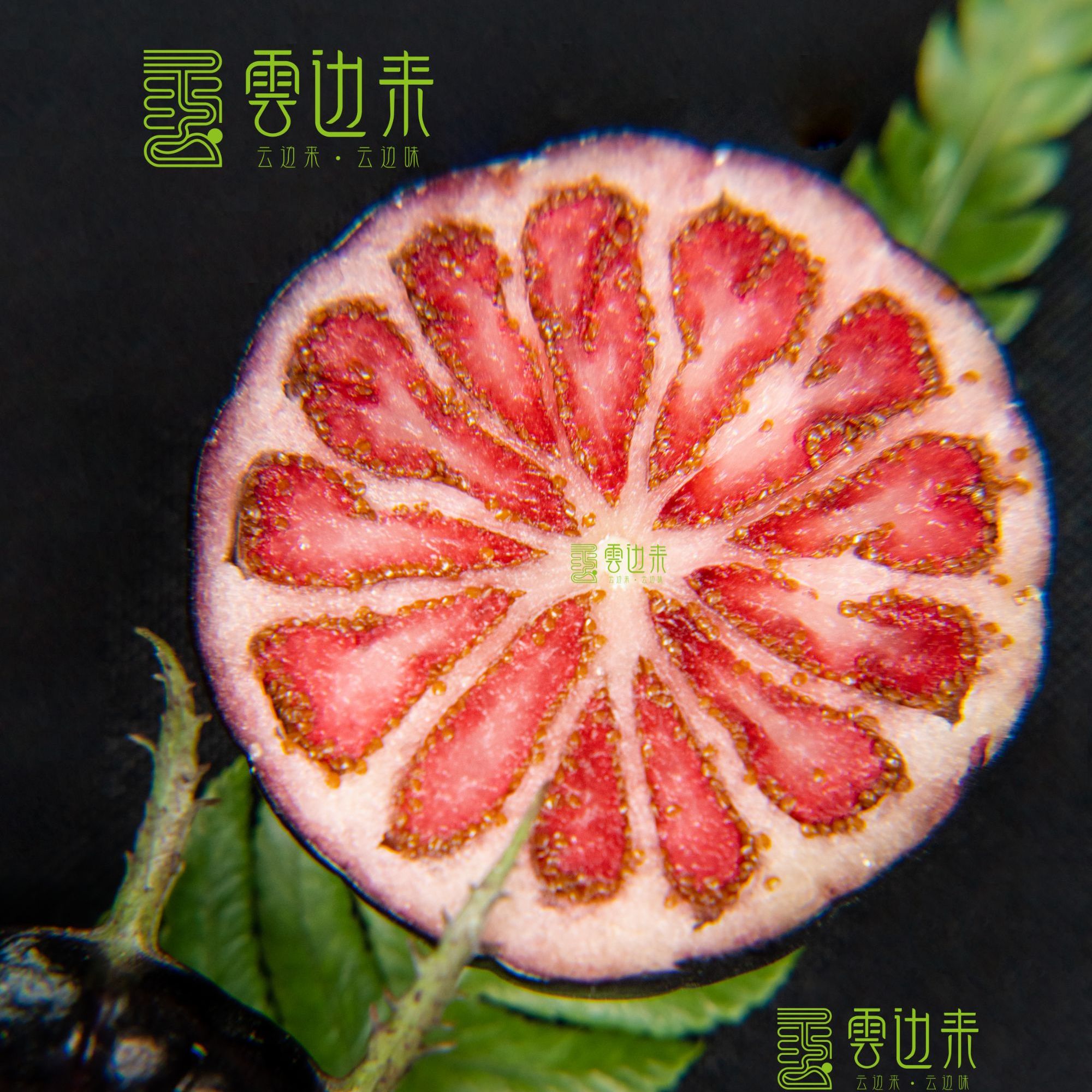 云南马关红果参「特大果」原产地采摘【雲边来专供】