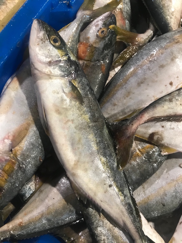 连云港发货 黄金鲅鱼