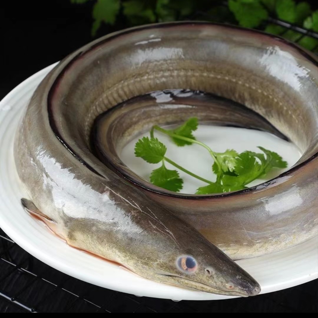 青鳗鱼海鳗鱼整条食用真空包装大鳗鱼连云港发货新鲜5斤（5条以内）