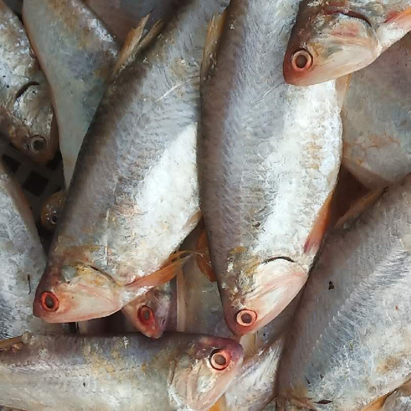 连云港发货黄鲫子黄鲫鱼油炸黄尖鱼烤子鱼海鲜特产油扣鱼簿鲫食用