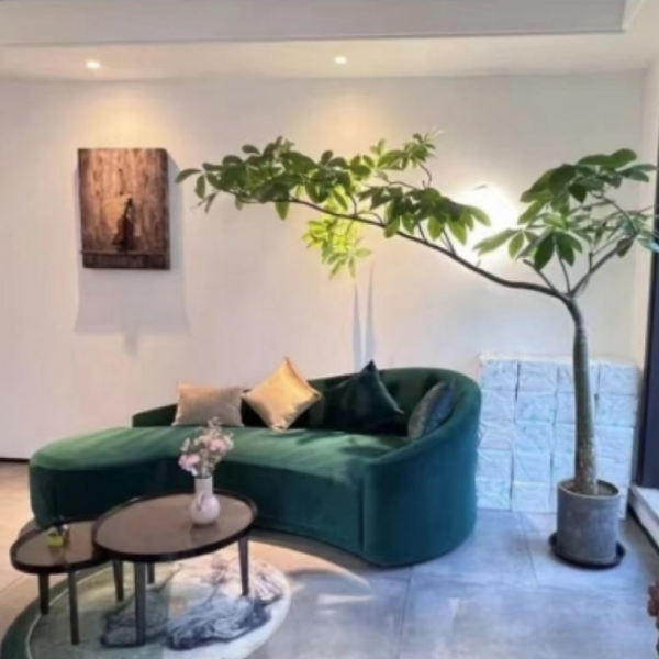 原生发财树单飘造型老桩意境高级氛围感奶油极简原木百搭净化空气