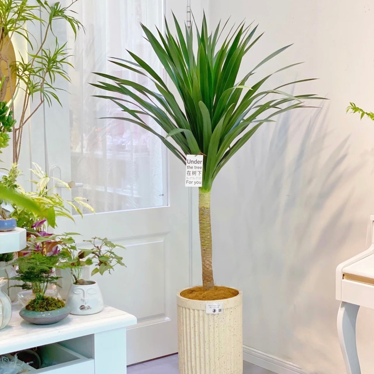 龙血树 龙须树室内盆栽客厅办公室家居室内外大型植物清新空气吸