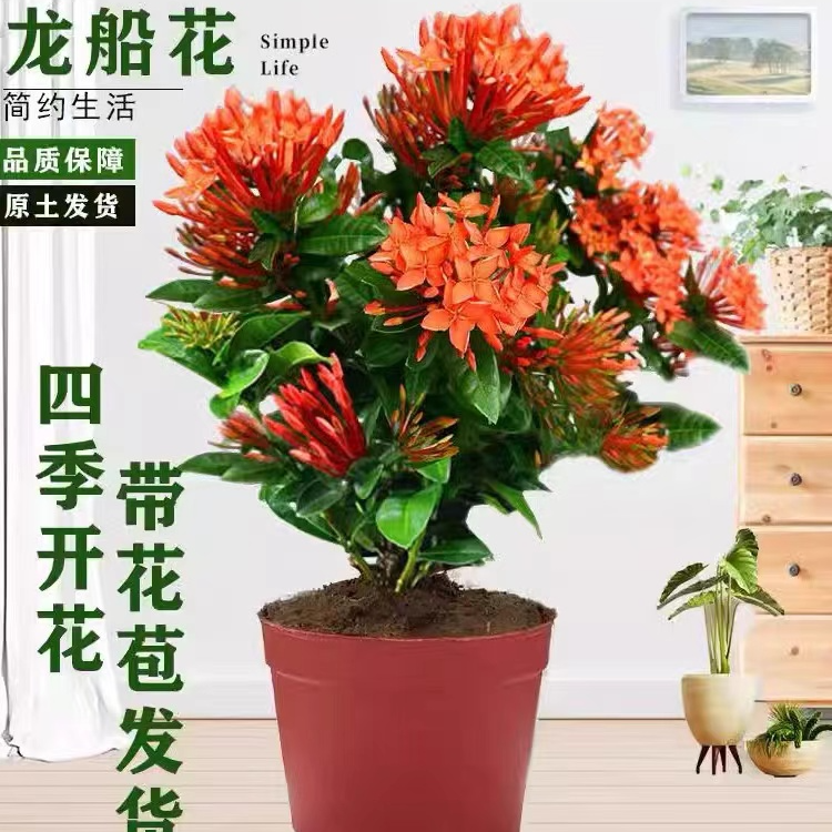 1龙船花盆栽带花苞绣球花庭院阳台四季开花室内外花卉好养绿植