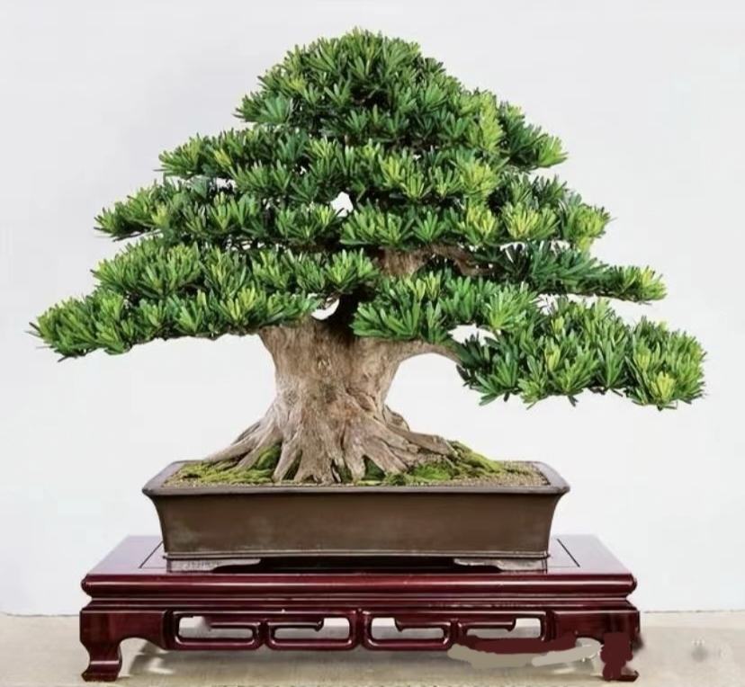 造型米叶包邮客厅大型大盆绿植盆景盆栽盆景庭院树罗汉松盆景