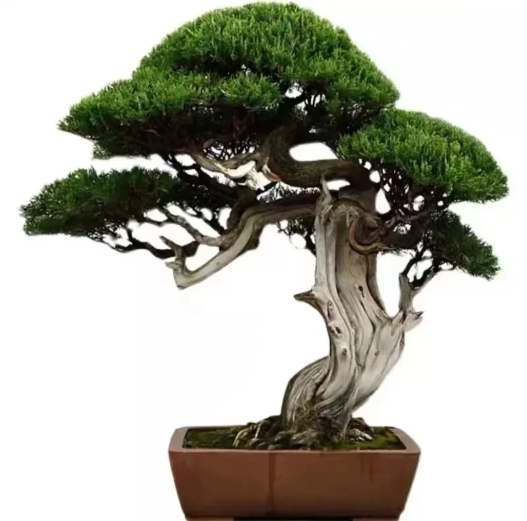 老桩室内栀子花红芽正宗米叶盆栽绿植盆景老桩罗汉松罗汉松盆景